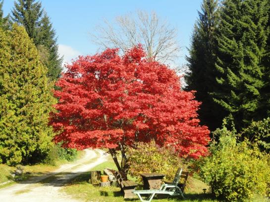 فندق Ferienhaus Hollinger