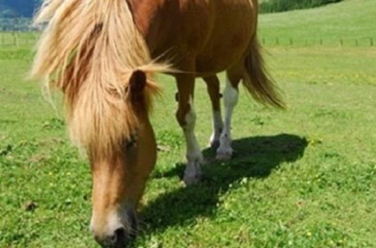 בית מלון כפרי Gut Neusess