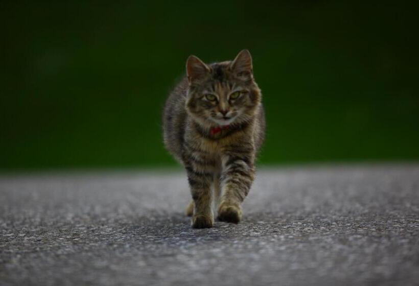 ホテル Nussbaumer Am Irrsee