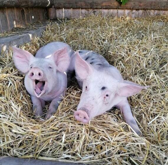 ホテル Nussbaumer Am Irrsee