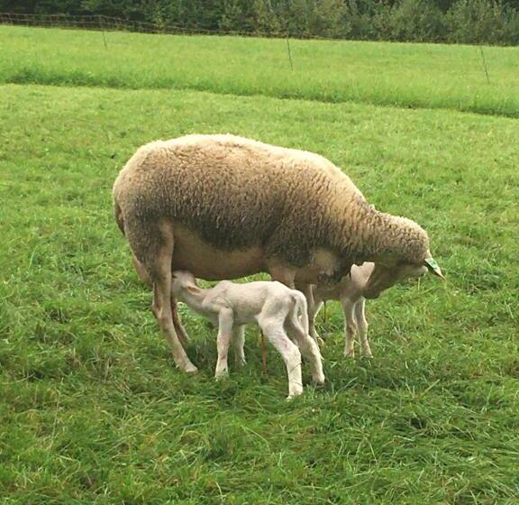 ホテル Nussbaumer Am Irrsee