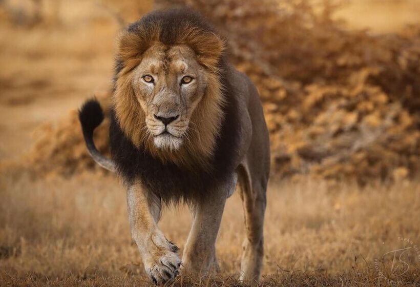 هتل The Postcard Gir Wildlife Sanctuary