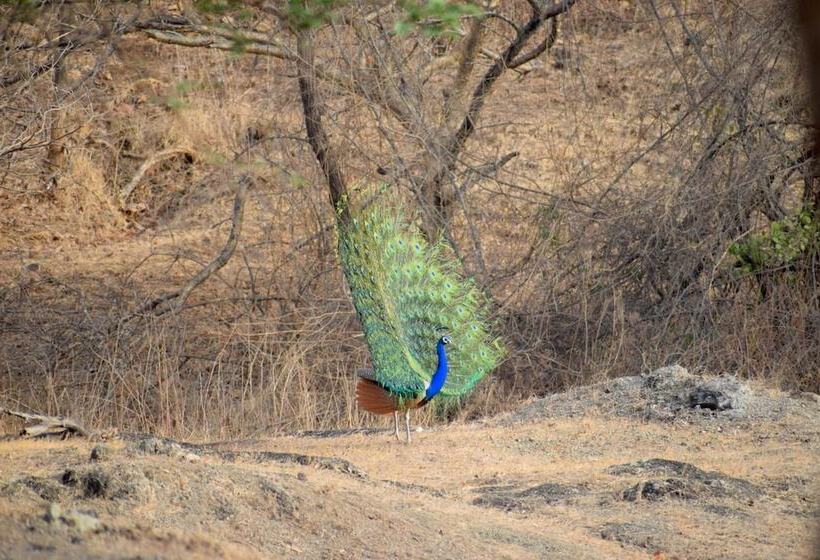 هتل The Postcard Gir Wildlife Sanctuary