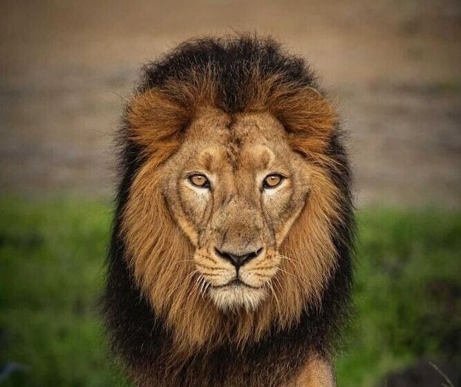 هتل The Postcard Gir Wildlife Sanctuary