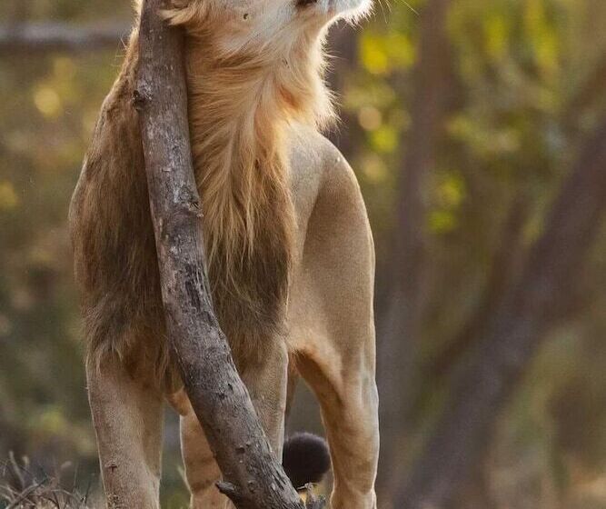 هتل The Postcard Gir Wildlife Sanctuary
