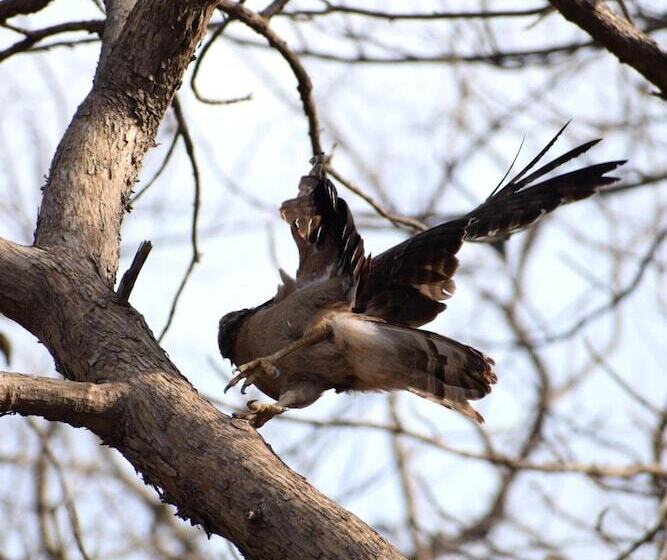 هتل The Postcard Gir Wildlife Sanctuary