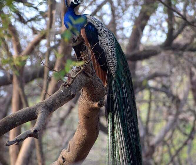 هتل The Postcard Gir Wildlife Sanctuary