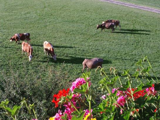 Bauernhof Elsbichlhof