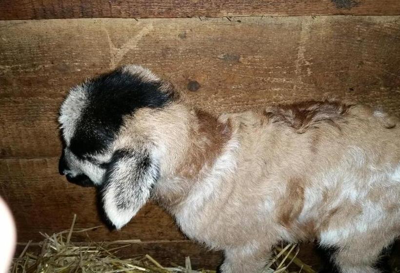 ベッドアンドブレックファースト Pension Zenzlgut