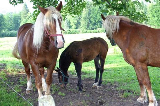 Pension Ferienwohnungen Gasthof Glasl