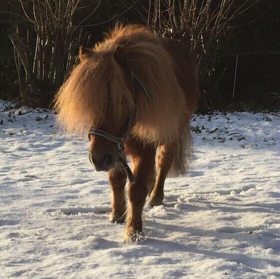 Fotos del hotel Gut Moschenhof:  12