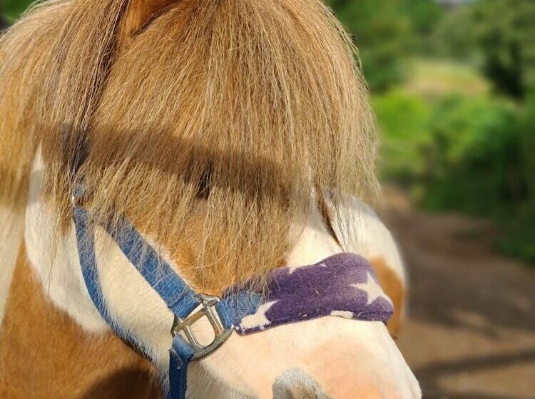 Fotos del hotel Gut Moschenhof:  6