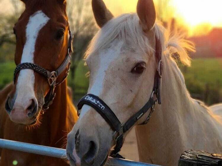 Fotos del hotel Gut Moschenhof:  21