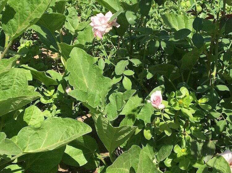 تختخواب و صبحانه Zeytin Cicegi Pansiyon