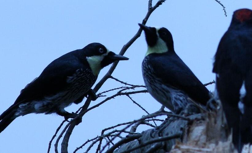 پانسیون Tranquility, Fresh Air, Birds Eye View, Green Areas, Panoramic View