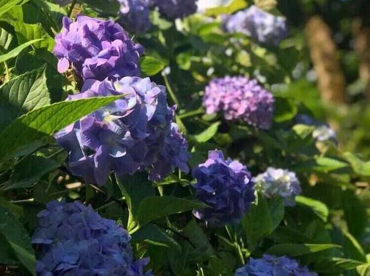 酒店 Foga Bungalov