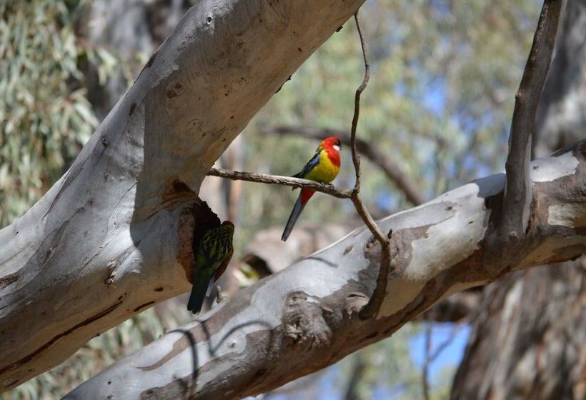 استراحتگاه Big4 Deniliquin Holiday Park