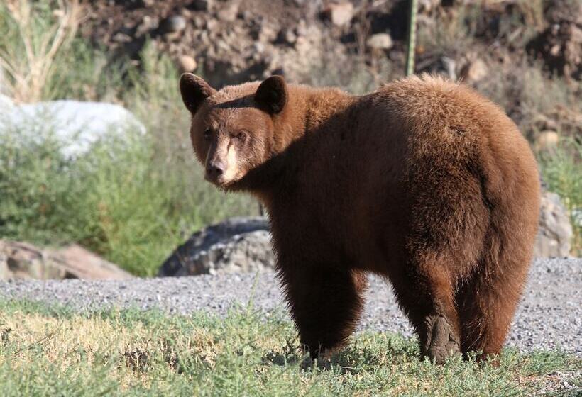 호텔 406 Lodge At Yellowstone