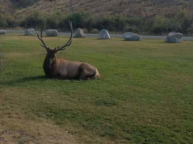 호텔 406 Lodge At Yellowstone