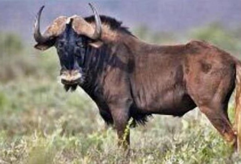 פנסיון Thatchings Guest House