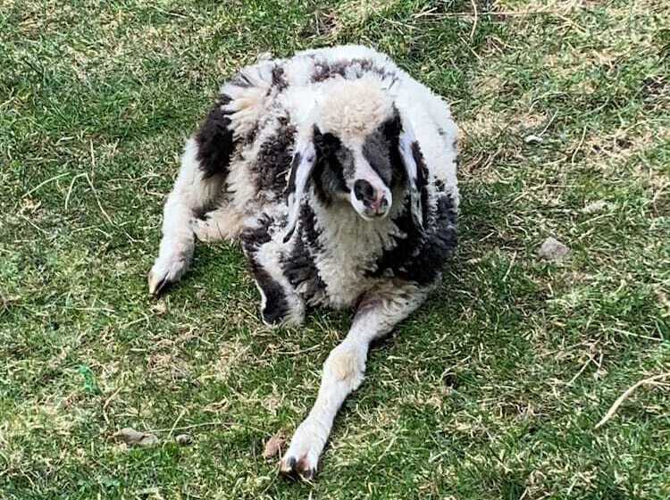 צימר Haus Lasaun