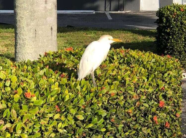 هتل Bay Breeze Inn Bradenton Downtown