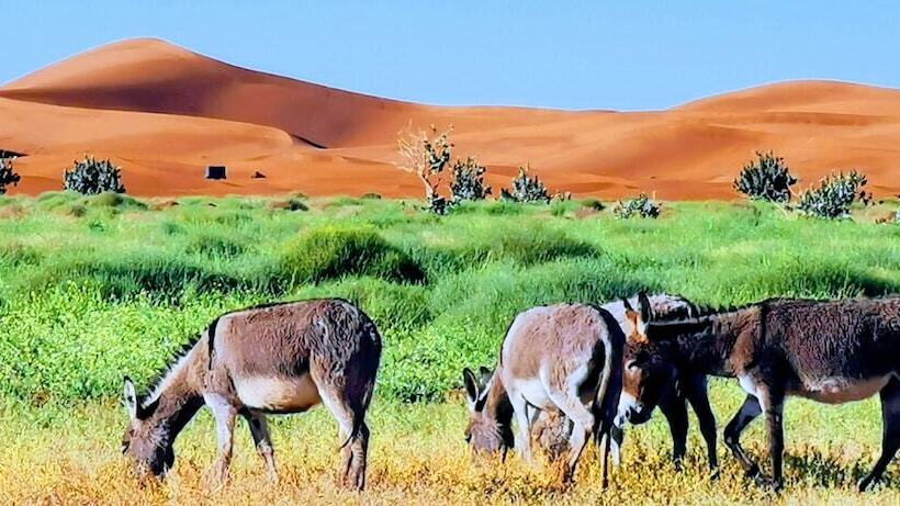 هتل Erg Chegaga Desert Camp