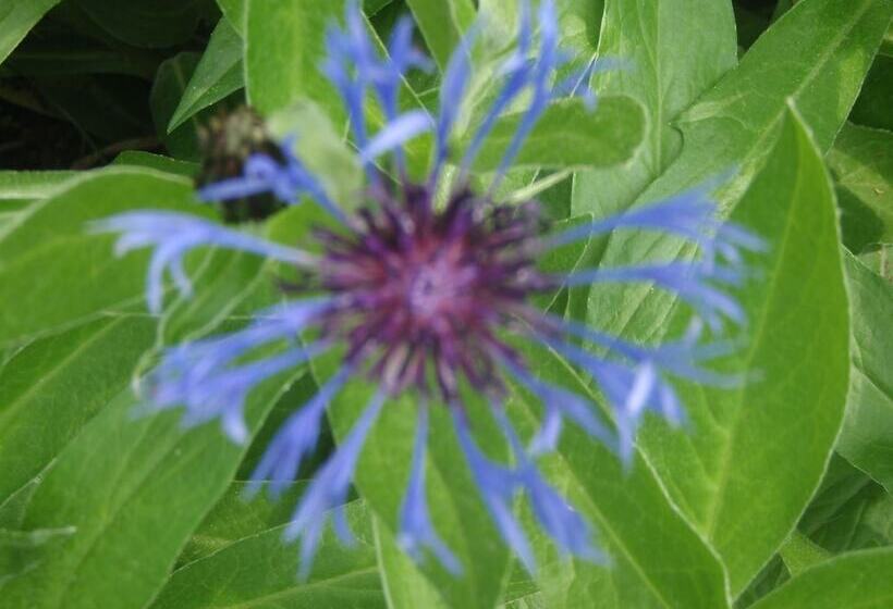 Martha's Vineyard Bed & Breakfast