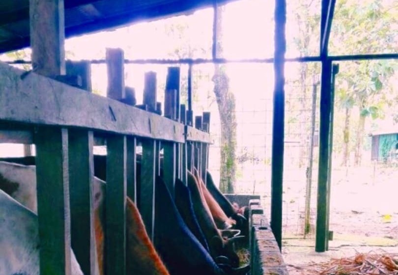 فندق Tapir Lodge