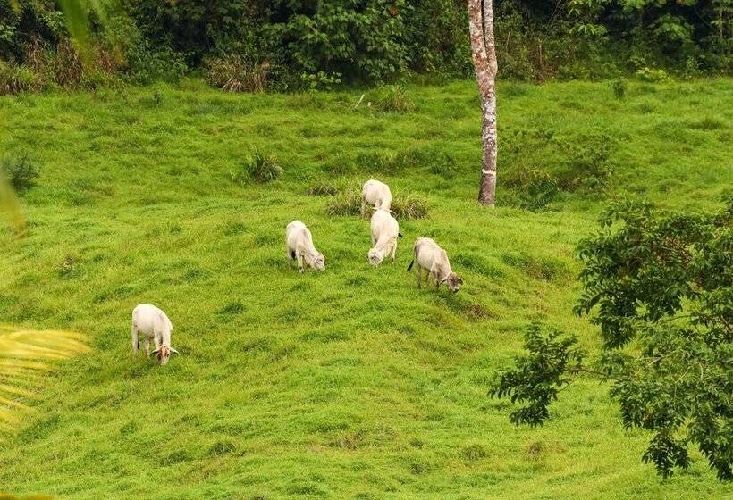 فندق Tapir Lodge