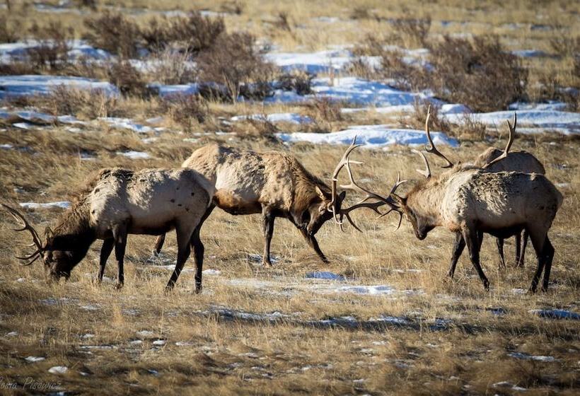Lazy Elk Retreat   3 Br Cabin