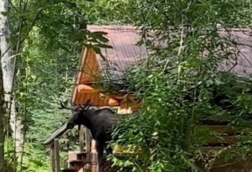 بنسيون Meandering Moose Lodging