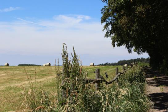 Отель Drei Lilien