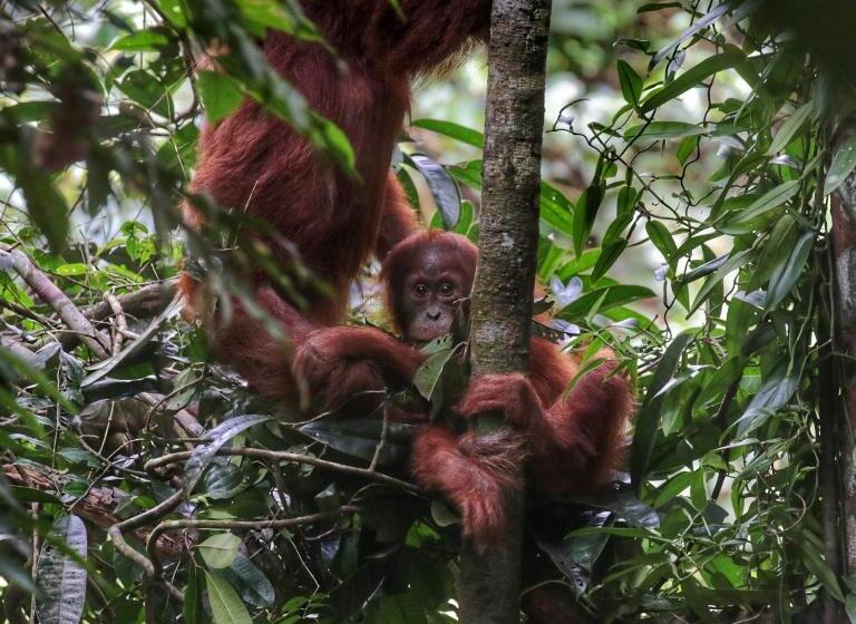 پانسیون Sumatra Orangutan Discovery Villa