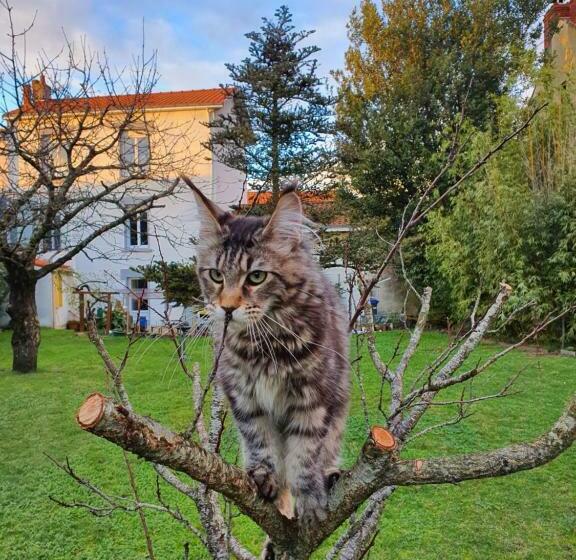 پانسیون La Maison Du Main Coon
