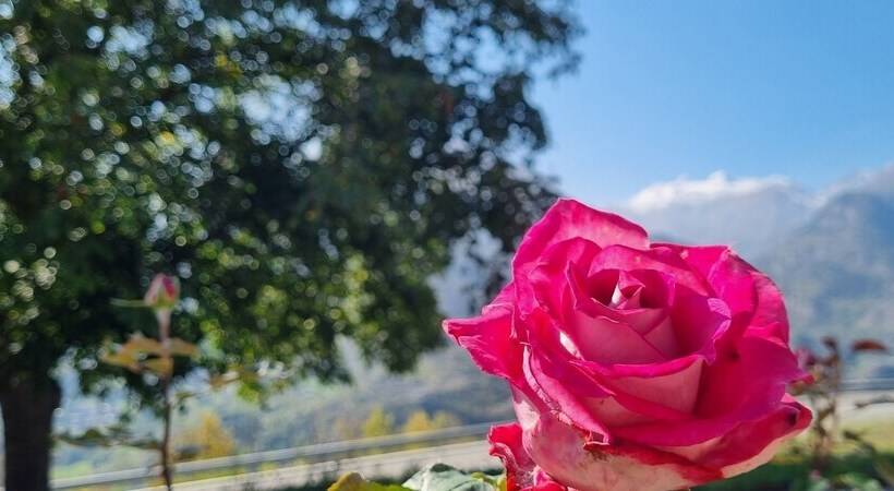 민박 Lo Noyer Et Les Roses