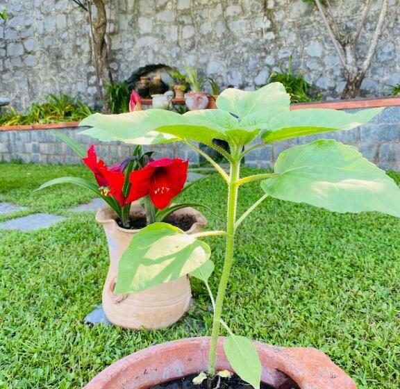 B&b Girasole
