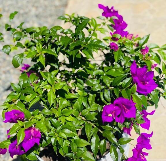 فندق La Fiore De Bahia