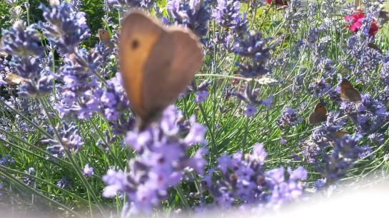 Familienbauernhof Burtscher