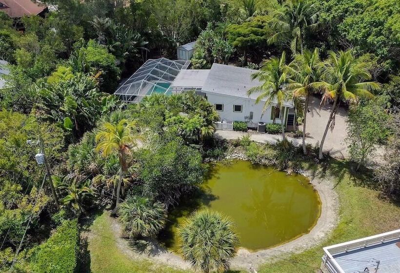 Coconut Palms