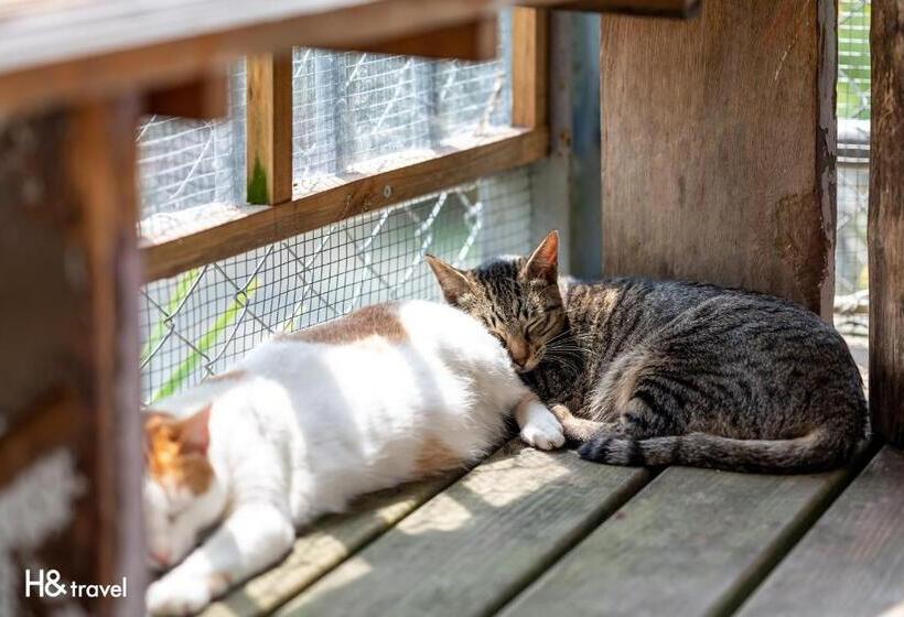 هتل H& Alishan Sunrise B&b