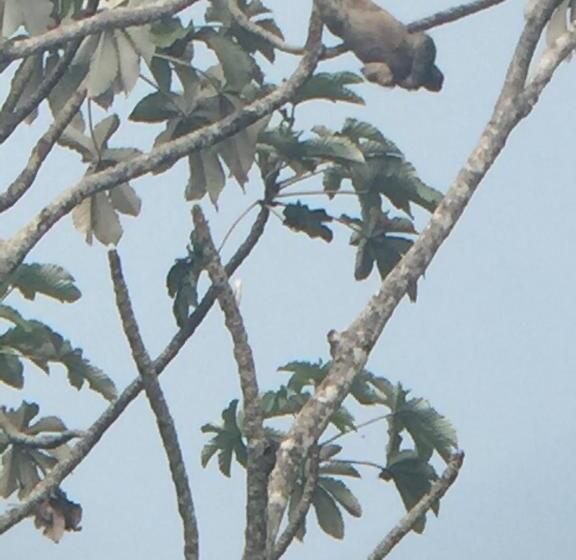هتل Cahuita