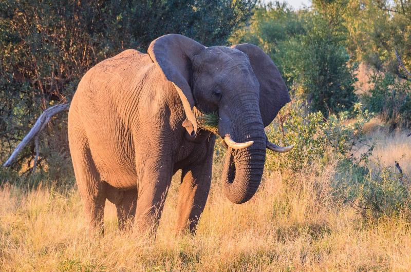 Отель Buckler S Africa Lodge Kruger Park
