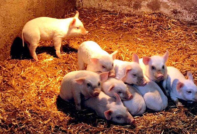 צימר Pian D Isola Agriturismo