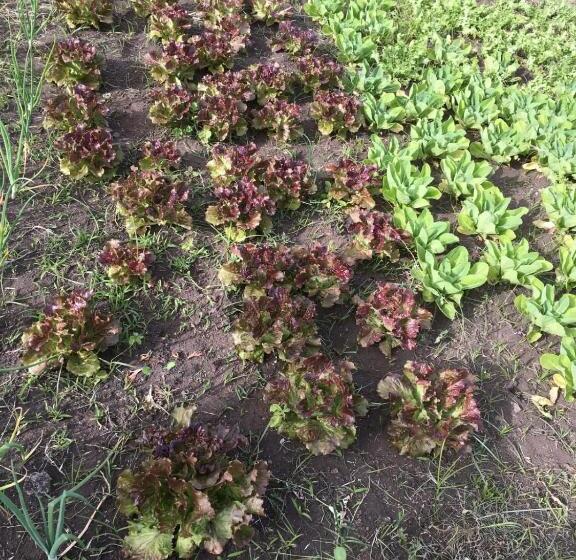 پانسیون The Lighthouse Room