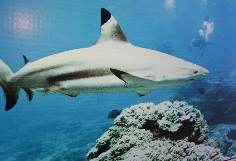 هتل Dive Beach Palace