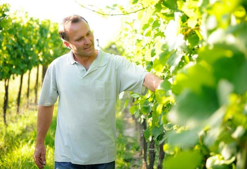 Bed and Breakfast Weingut Familie Schuster