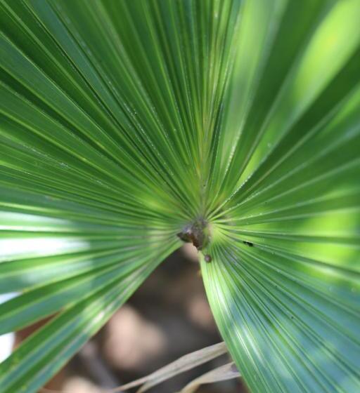 هتل Palomar Ecocabaña