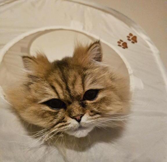 ニャー助のホテルん