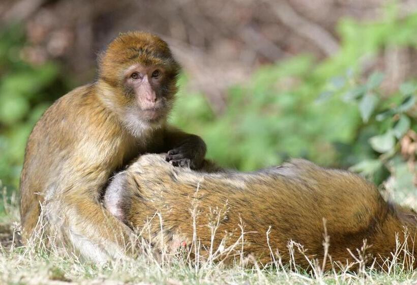 Der Eifel Perle Manderscheid